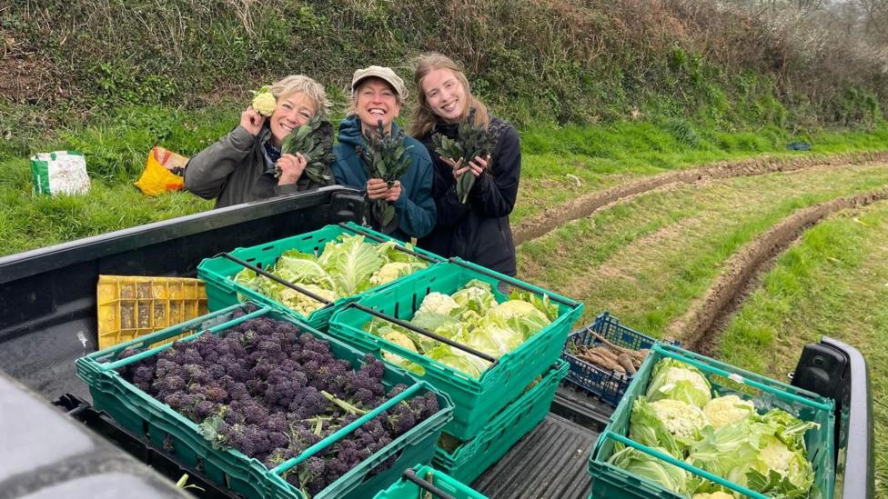 Three people standing behind a tractor laden with crates of vegetables in a field