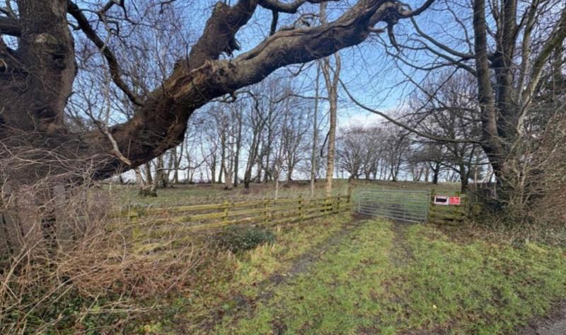 Proposed site of glamping pods in Bluebell woods. A range of large and smaller trees can be seen on the grassy land. There is wooden fencing, as well as a metal gate on the site.