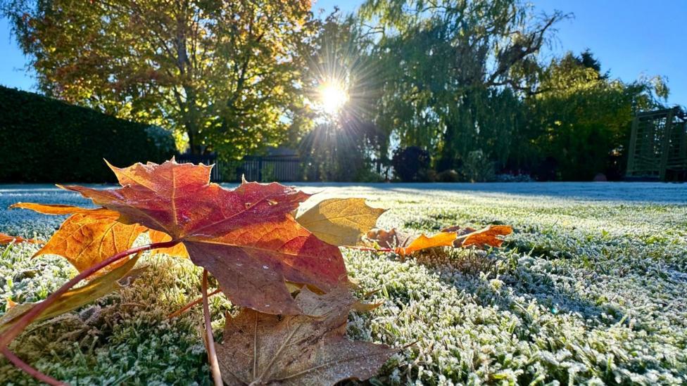 Red and brown leaves lie on top of a frost covered lawn under blue skies. Sunshine peeps through distant trees.