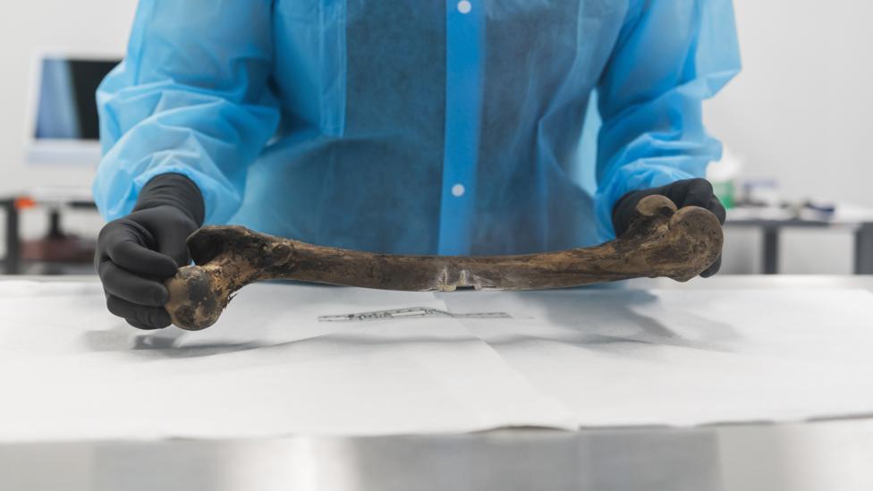 A scientist wearing blue overalls and black gloves holds either end of large thigh bone.