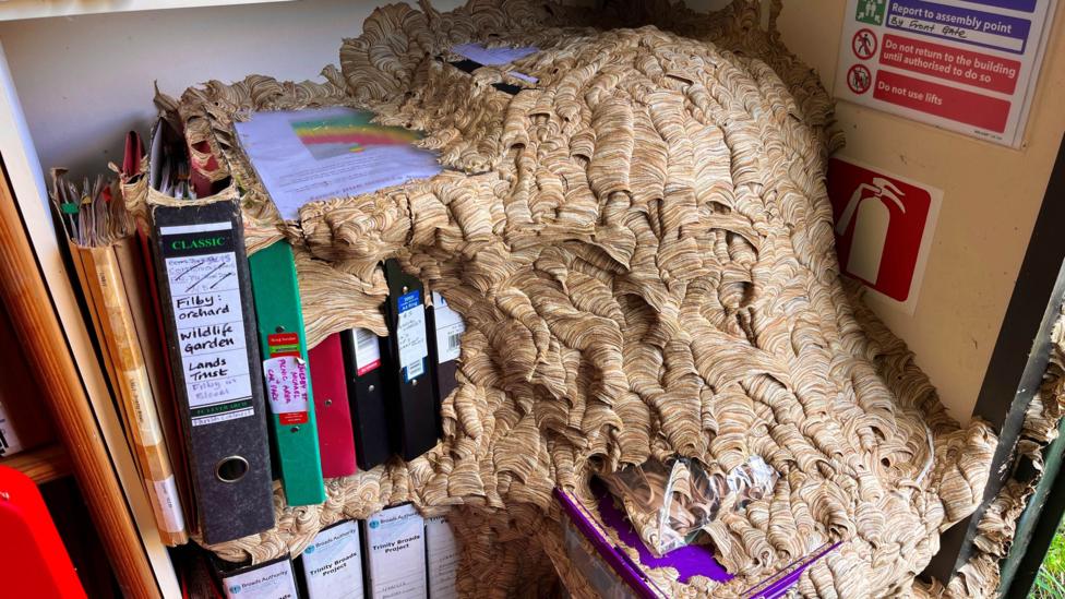 Photo: theukpulse.co.uk A large wasps' nest covers A4 folders and documents on a shelf