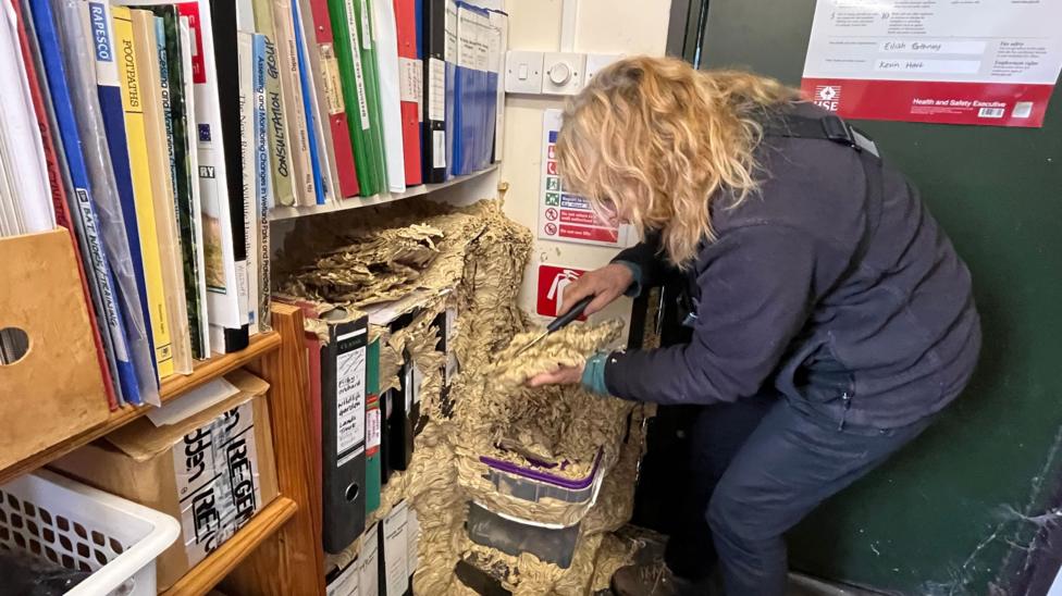 A woman with blonde hair is cutting into a wasps nest which is located on a shelf of folders and ring binders.