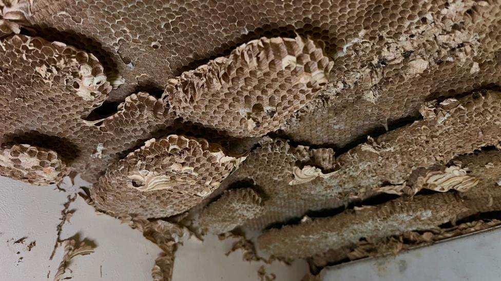 The inside of a wasps' nest, which has hundreds of hexagon shapes within it.