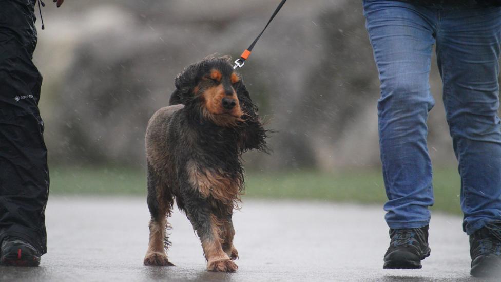 A dog is walking in heavy wain and wind, with a lead around its neck. Two people are walking beside it.