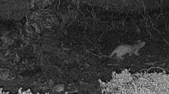 A black and white trail camera image showing the stoat. It is a small animal, with a long-body, rounded ears and a short tail.