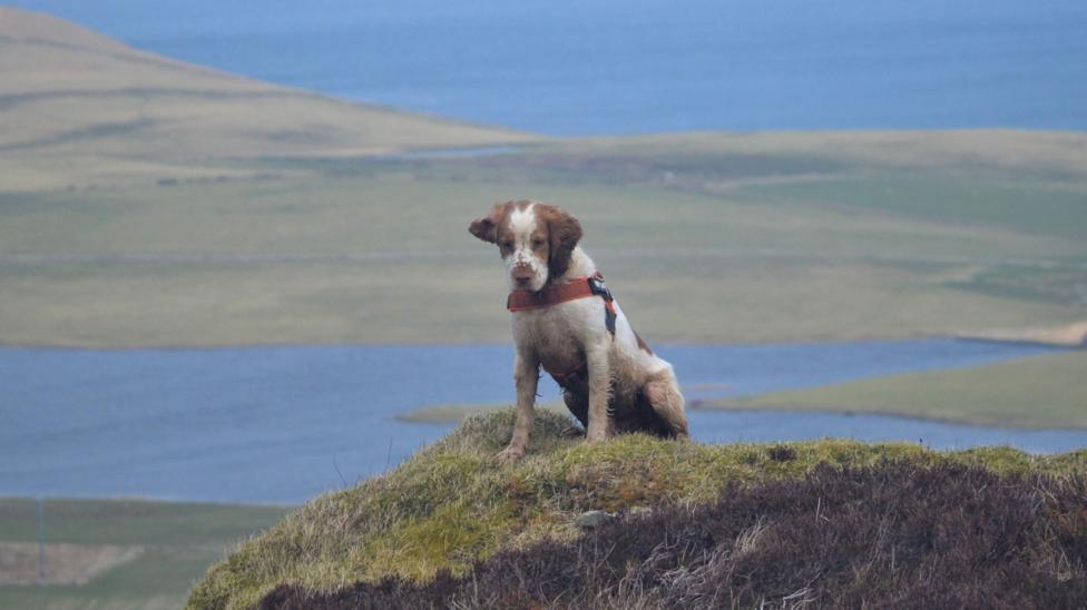 The dog is a brown and white spaniel. It is sitting down on a hummock of grass and heather with a landscape of moorland and the sea in behind it.
