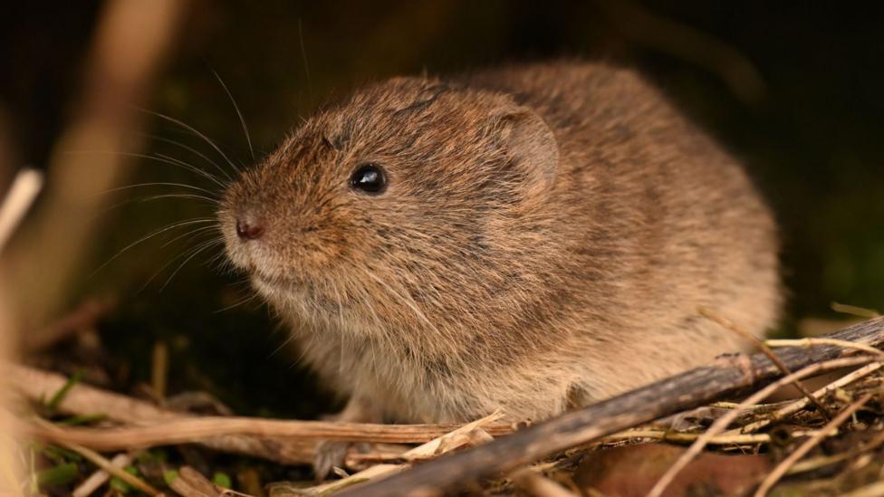 The vole is a small, brown animal with a rounded face and ears, black eyes and long whiskers. It is in an area of small twigs and dried grasses.