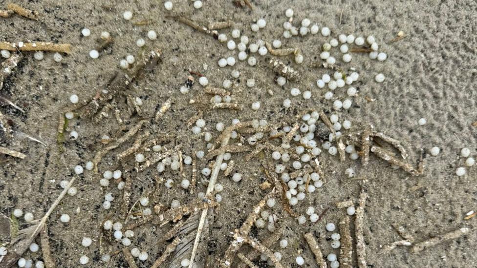 Close-up of a light sandy beach with twig and feathers. On the sand there are dozens of white pellets littered across. 