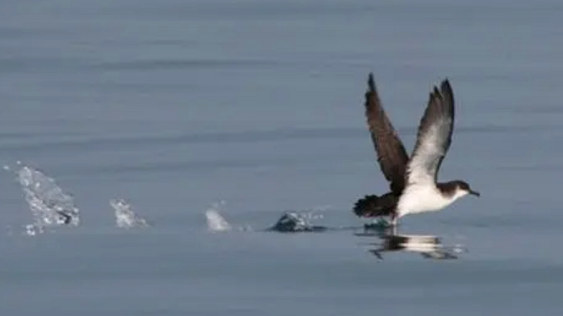 A Shearwater skims along the water as it takes off