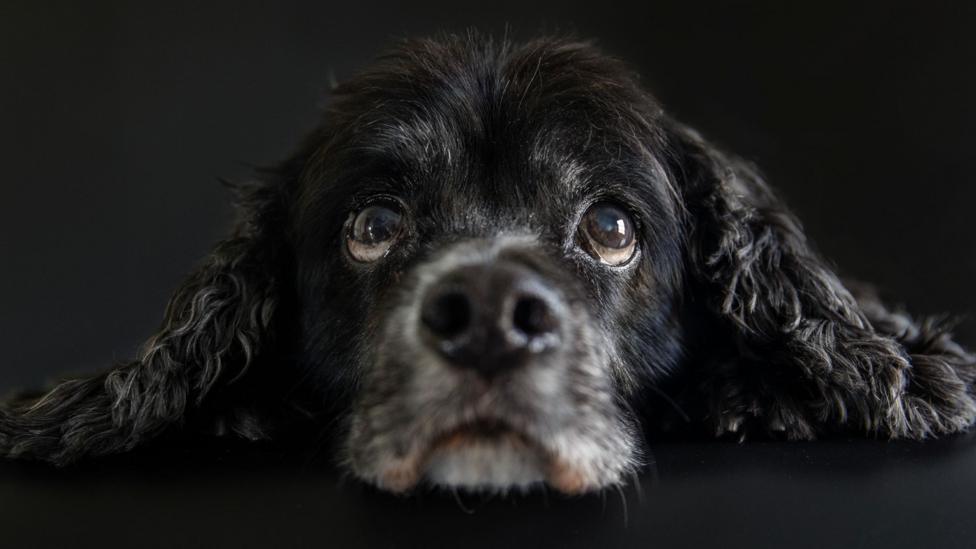 An older black spaniel lies on a floor and looks upwards with soulful eyes.