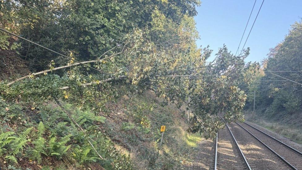 A long green tree is leaning over a railway line