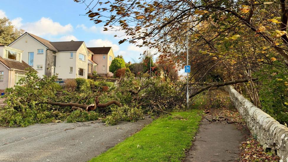 The leafy tree lies across a road in a housing development.