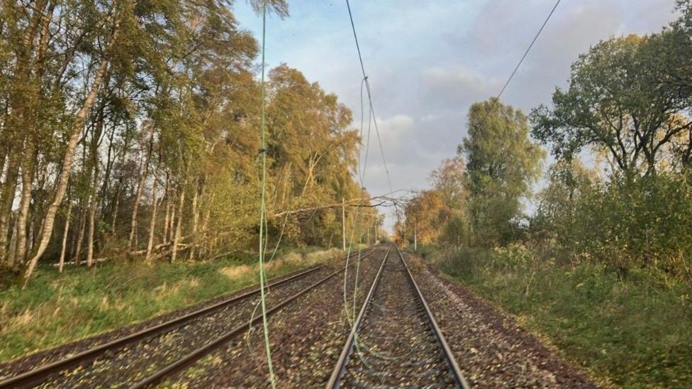The damaged lines hang from overhead cables along a tracks in an area of woodland.