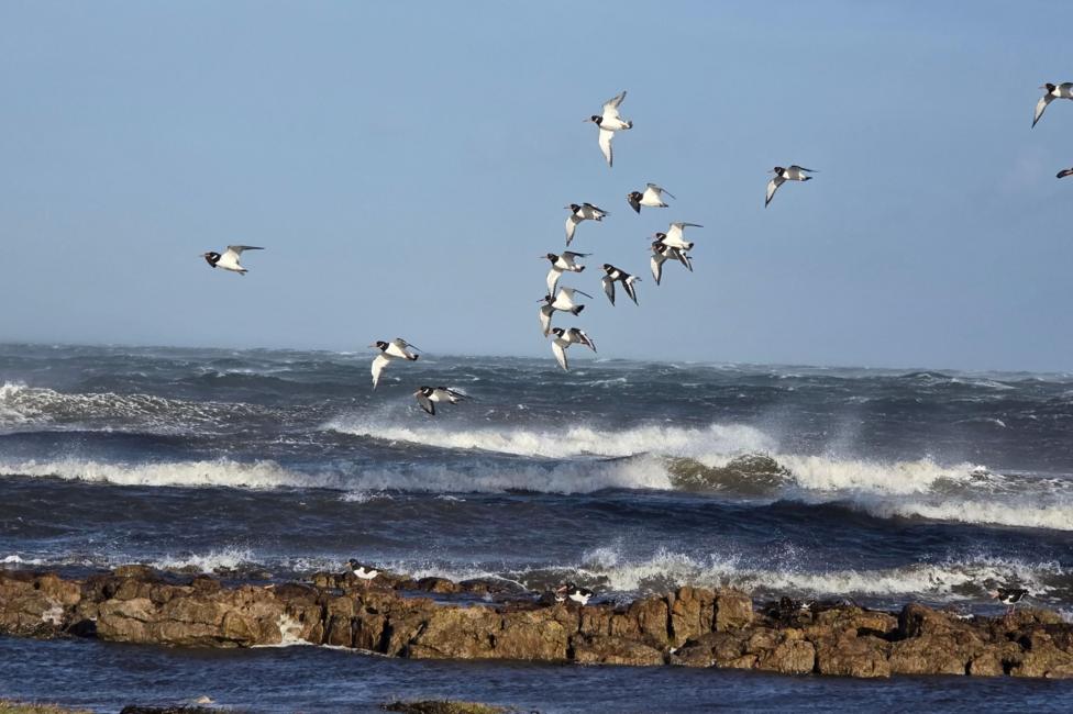 Bblack and white oystercatchers flying above rocks and rough waves.