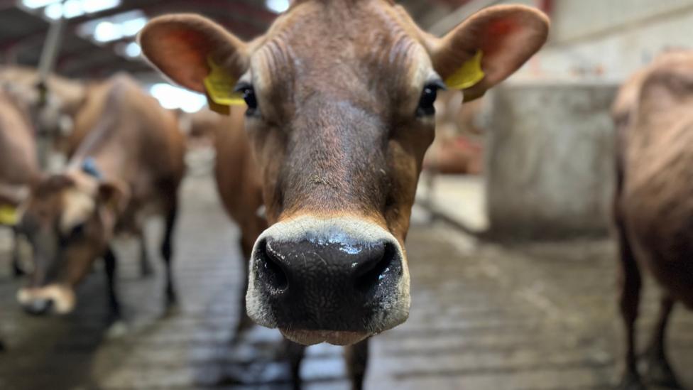 A close up photo of a cow.