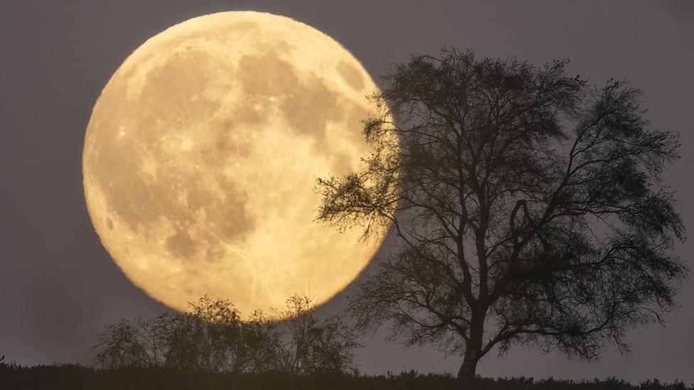 A very large moon over a tree and shrub.