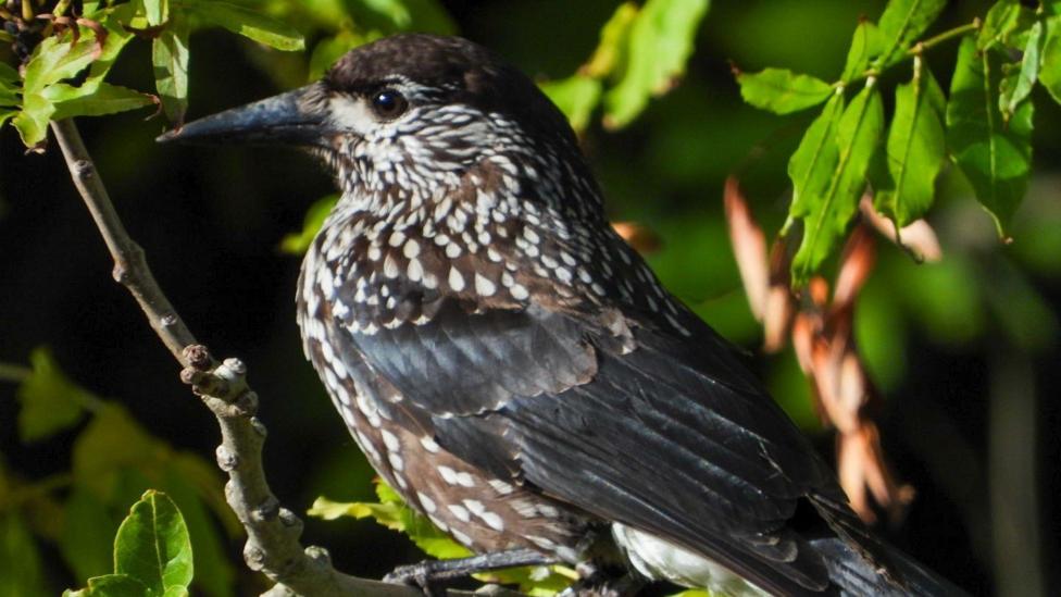 A northern nutcracker bird. It has chocolate coloured feathers with white speckling. It is sitting on a thin tree branch.