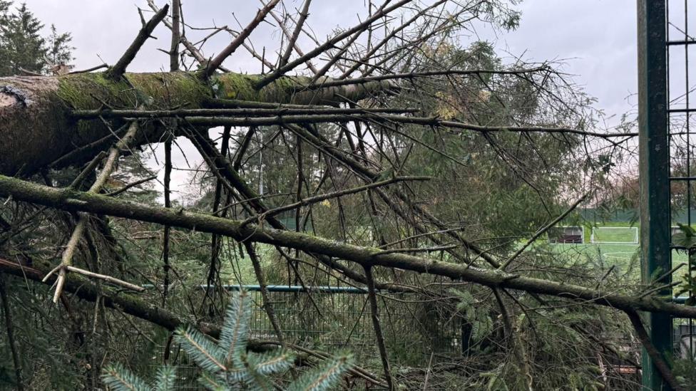 A tree toppled over onto a football pitch