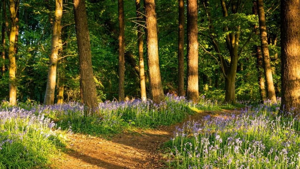 Bluebells in Portglenone Forest, County Antrim, Northern Ireland - stock photo