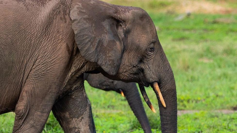 Forest elephants walking through their habitat on a nature reserve
