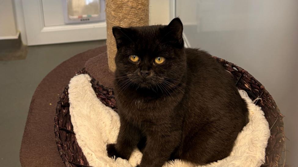 A black cat sat on a bed at the centre in Coventry 