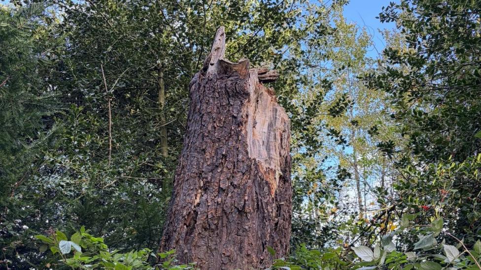 A large tree snapped in half in a wooded area.