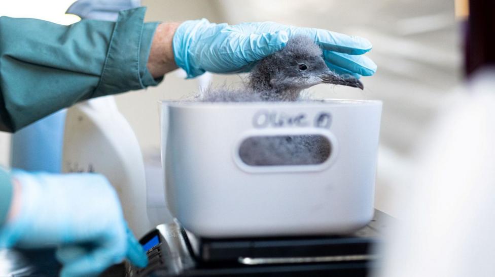 The chick has fluffy grey feathers and is in a light grey plastic container. The bird and container are on a set of scales. A person wearing green and blue protective clothing is weighing the bird.