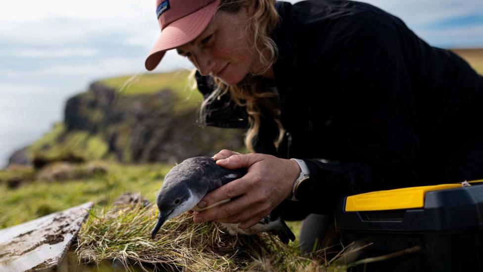 A conservationist releases a young manx shearwater among tufts of grass on Canna. The bird has dark grey feathers with white feathers on its underside. It has a long beak. The conservationist, who is kneeling down, has dark clothing and a red cap. Behind them is a coastal landscape.