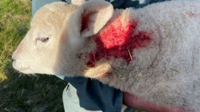 A side view close up of the head, neck and upper body of a sheep. Its neck has a large red mark on it following a dog attack.