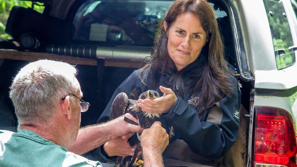 A woman with long dark hair in a dark blue jacket holds a young golden eagle in her hands while sitting in the opened boot of a silver car. A man with grey hair and glasses in a green top is fixing some kind of tracker to the bird.