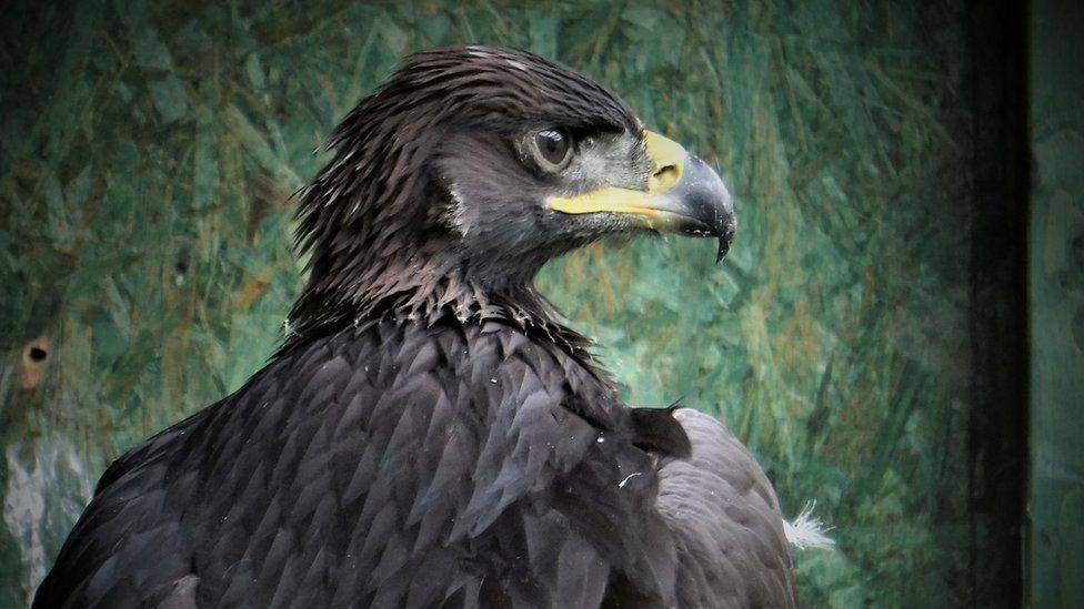 A golden eagle with very dark feathers and distinctive gold beak looks off to the right