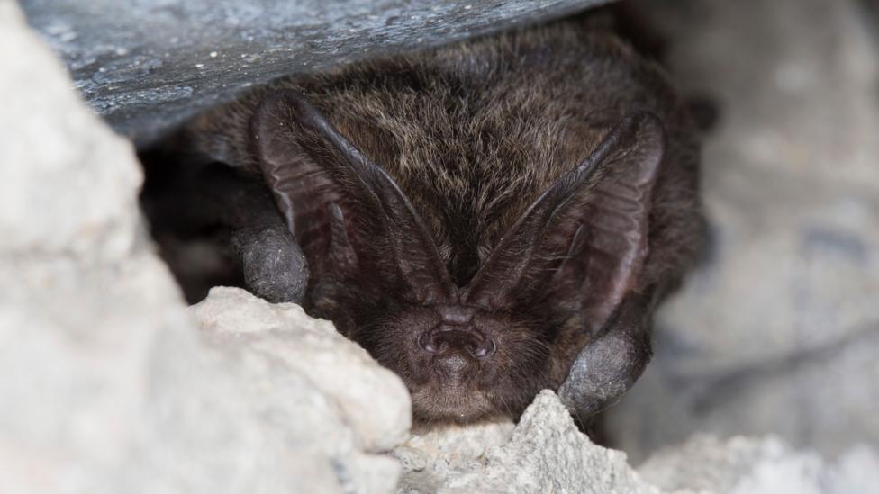 The face of a bat is seen close up, with big ears and a small face.