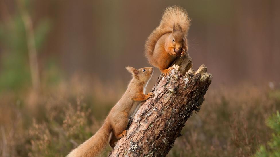 Two red squirrels perch on a broken branch. One is nibbling a nut. 