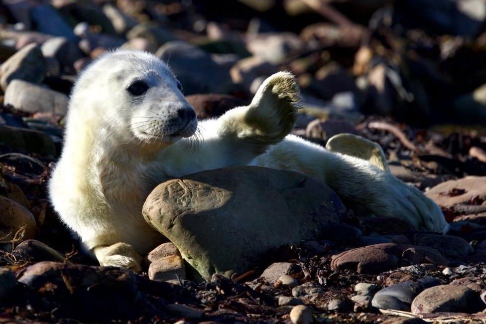 A young seal pup among rocks, it has white fur, and appears to be waving.