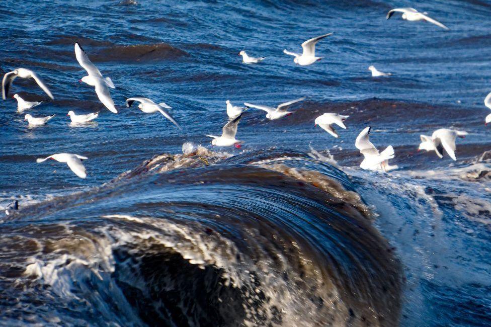 Gulls flying over waves in the sea.