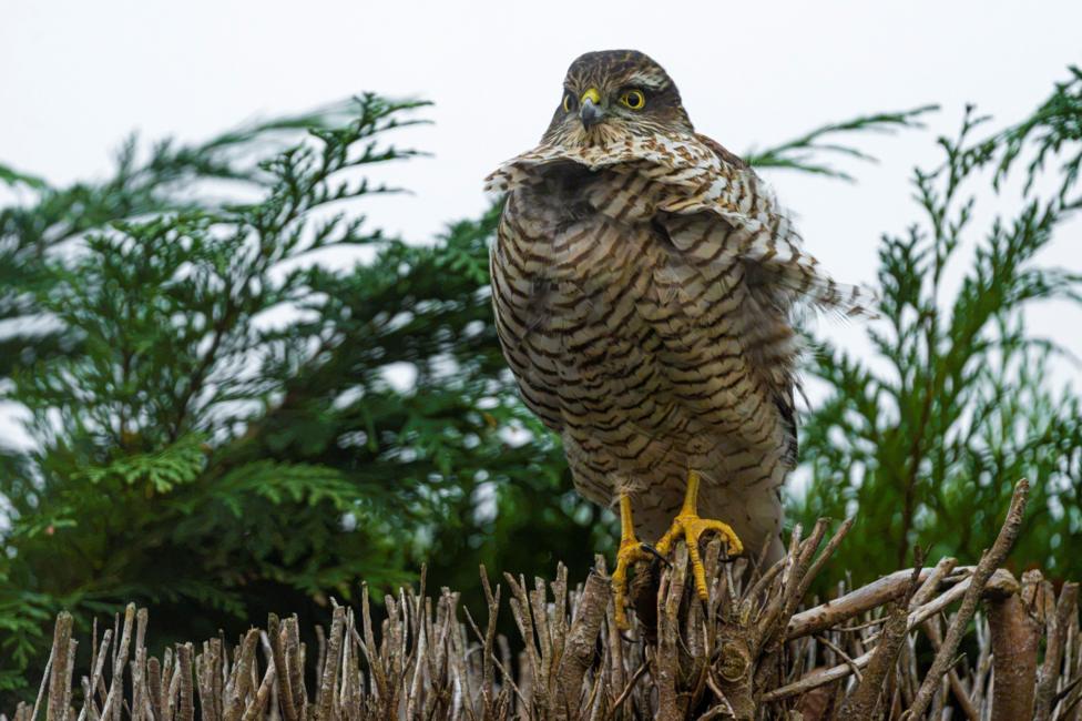 A sparrowhawk on a wooden fence, with foliage in the background.