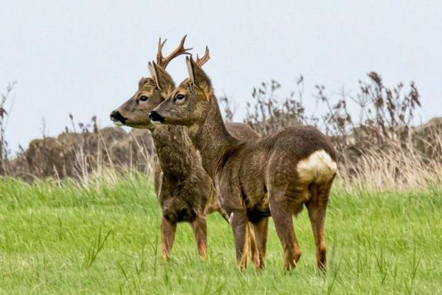 Two roe deer in a lush green field looking in the same direction.