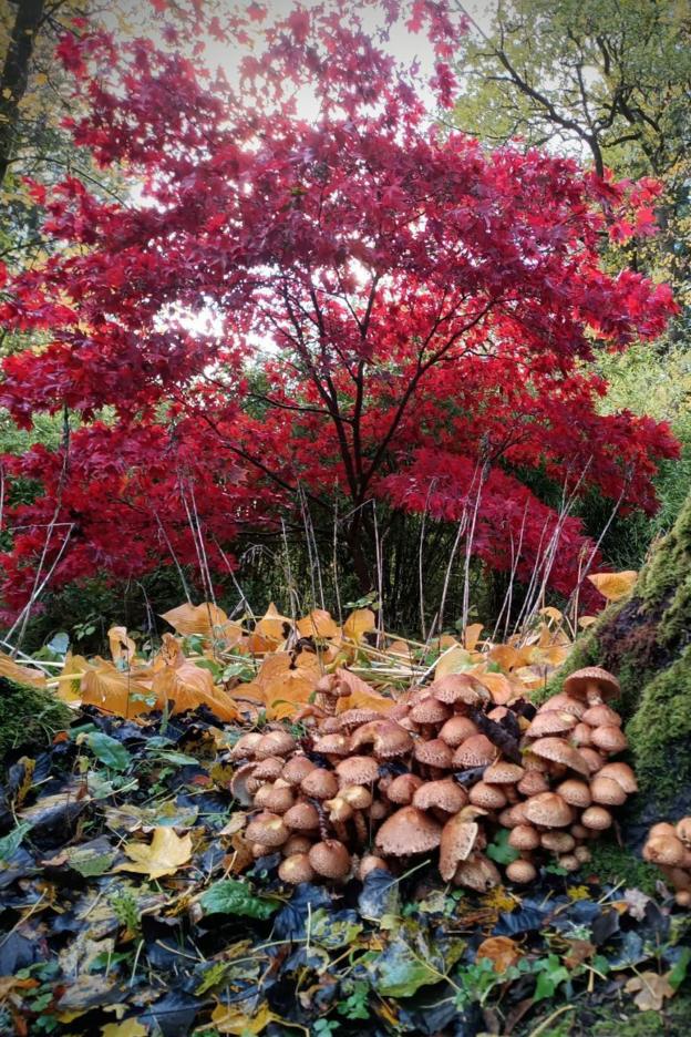 Bright autumnal coloured leaves in woodland, with mushrooms in the foreground.
