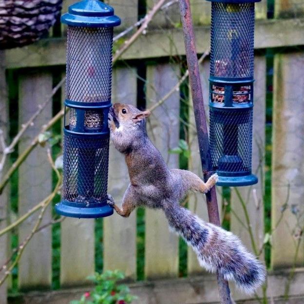 A grey squirrel stretched between two feeders in a garden.