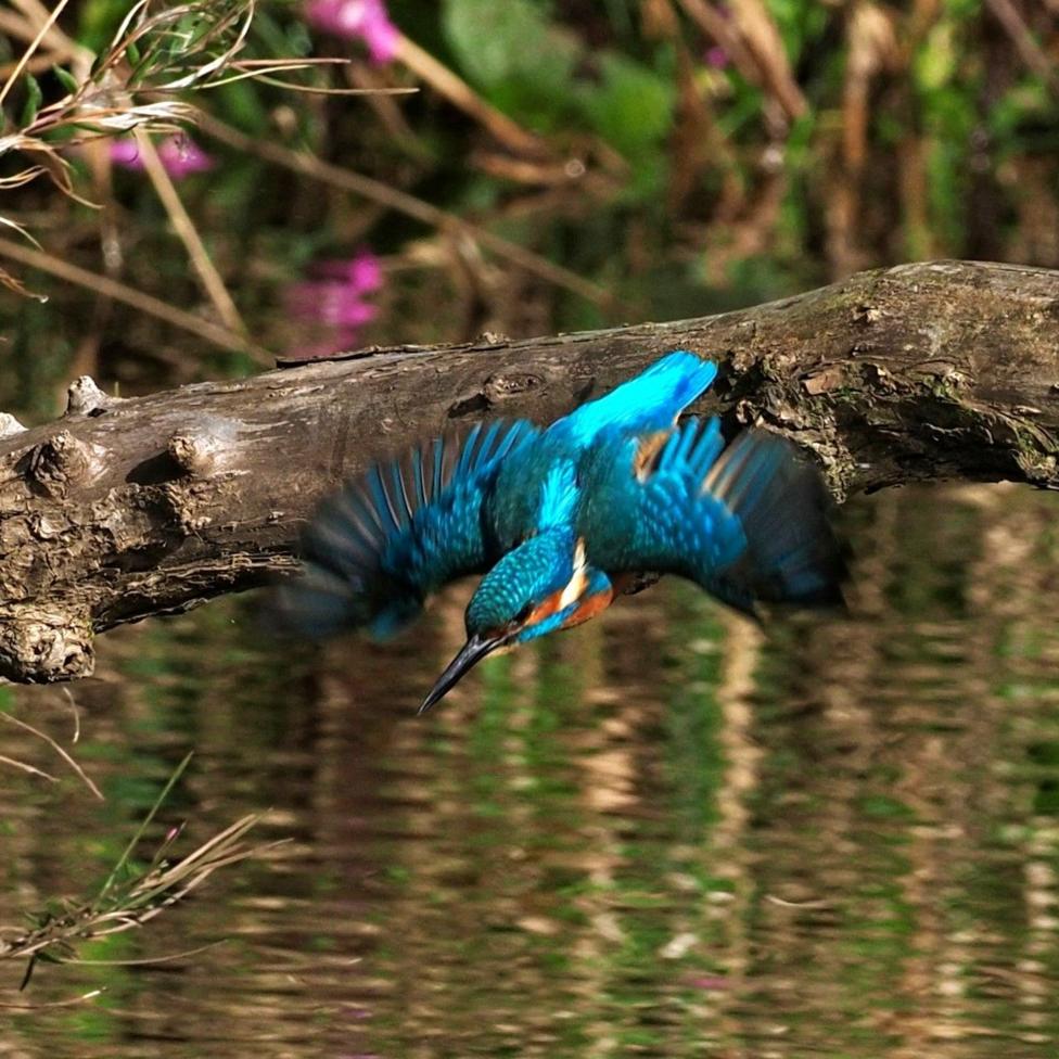 Kingfisher, with bright blue feathers, taking off from a branch over water.