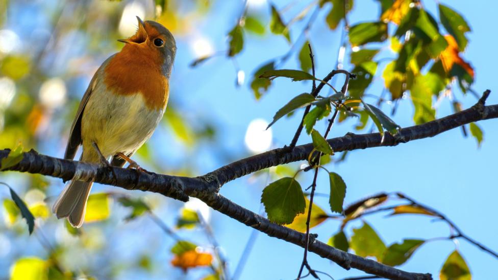 Robin on a branch in full song, under a blue sky.