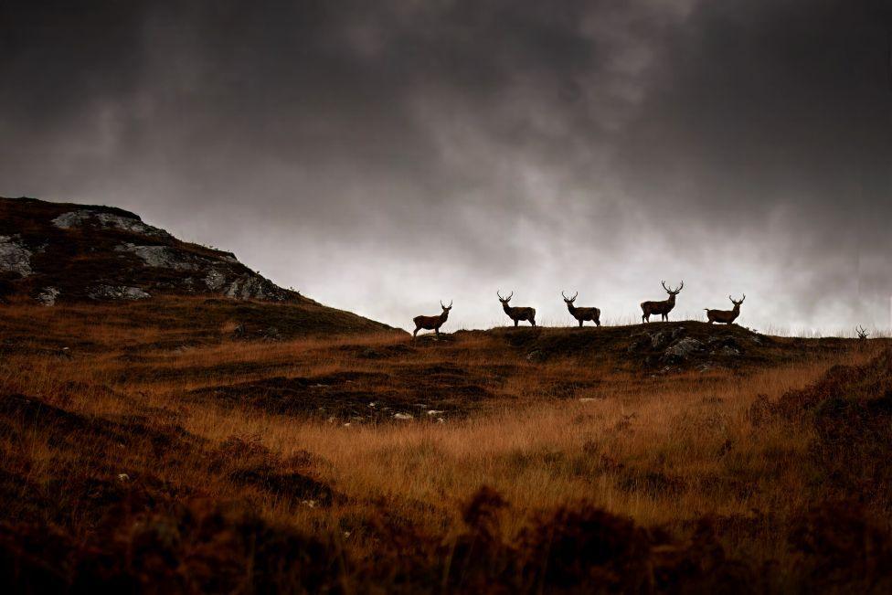 A group of stags silhouetted on a hillside.
