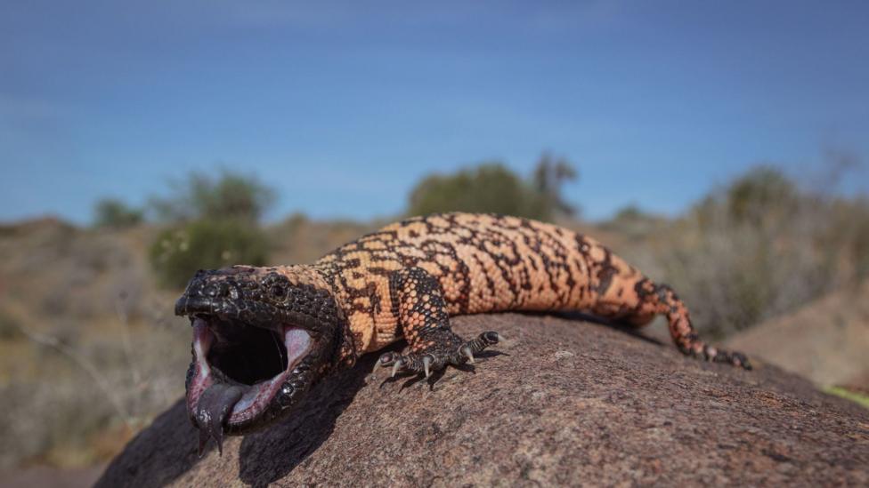 An orange and black striped lizard sits on a brown rock in the sun with its mouth open, and its black tongue can be seen. In the background is a blurred dry vegetated landscape, the sky is blue.